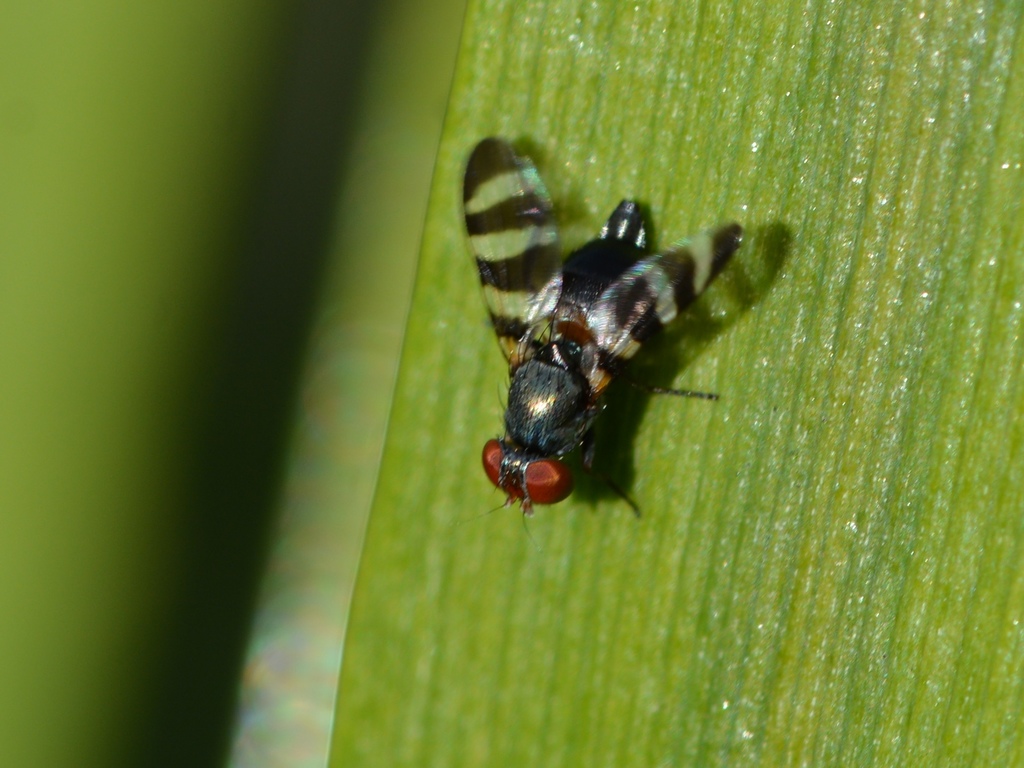 Euxesta annonae
