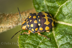 Orsilochides scurrilis