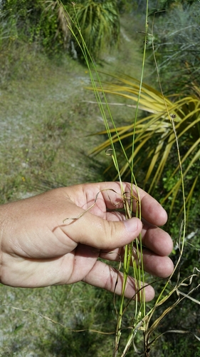 Image of Rhynchospora globularis by (c) Jay Horn, some rights reserved (CC BY)