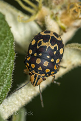 Orsilochides scurrilis