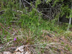 Piptatheropsis pungens