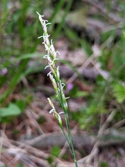 Piptatheropsis pungens