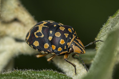 Orsilochides scurrilis