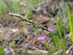 Piptatheropsis pungens