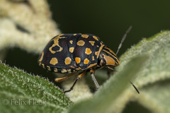 Orsilochides scurrilis