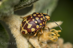 Orsilochides scurrilis