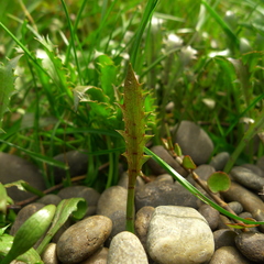 Eryngium vesiculosum