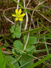 Ranunculus lapponicus