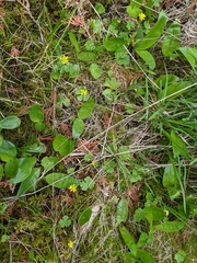 Ranunculus lapponicus