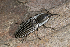 Chalcolepidius approximatus