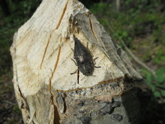 Dicerca tenebrica