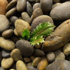 Eryngium vesiculosum