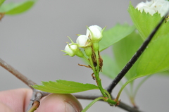 Crataegus chrysocarpa phoeniceoides