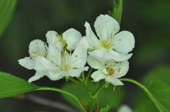 Crataegus chrysocarpa phoeniceoides