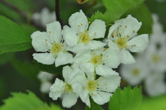 Crataegus chrysocarpa phoeniceoides
