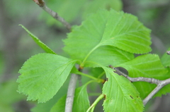 Crataegus chrysocarpa phoeniceoides