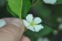 Crataegus acutifolia
