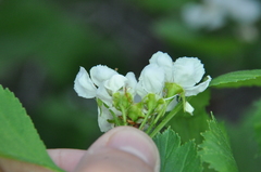 Crataegus acutifolia
