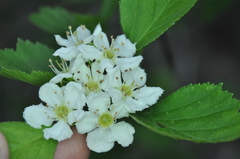 Crataegus acutifolia