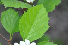 Crataegus acutifolia