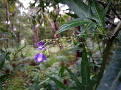 Solanum aviculare