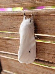 Spilosoma virginica