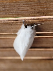 Spilosoma virginica