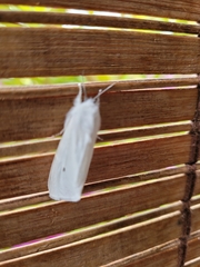 Spilosoma virginica