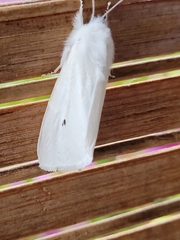 Spilosoma virginica