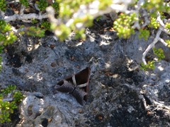 Melipotis fasciolaris