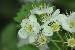 Crataegus irrasa