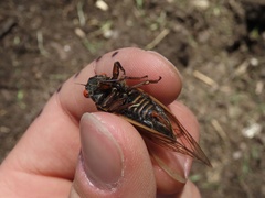 Magicicada septendecula