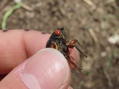 Magicicada septendecula