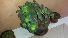 Aeonium