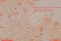 Orbilia phragmotricha