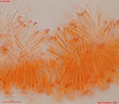 Orbilia phragmotricha