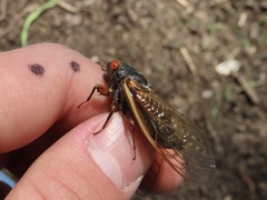 Magicicada septendecula
