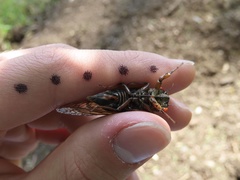 Magicicada septendecula