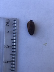 Scarabaeidae