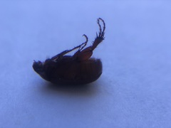 Scarabaeidae