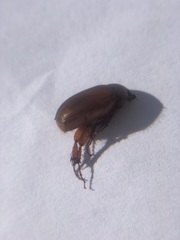 Scarabaeidae