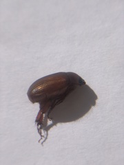 Scarabaeidae