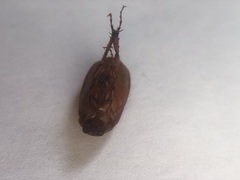 Scarabaeidae