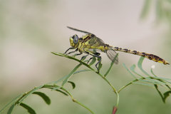 Arigomphus lentulus
