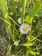 Astranthium integrifolium