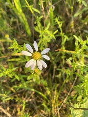 Astranthium integrifolium