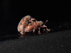 Orchestes steppensis