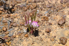 Ptilotus davisii