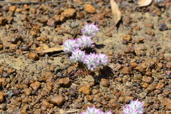 Ptilotus davisii