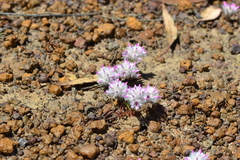 Ptilotus davisii